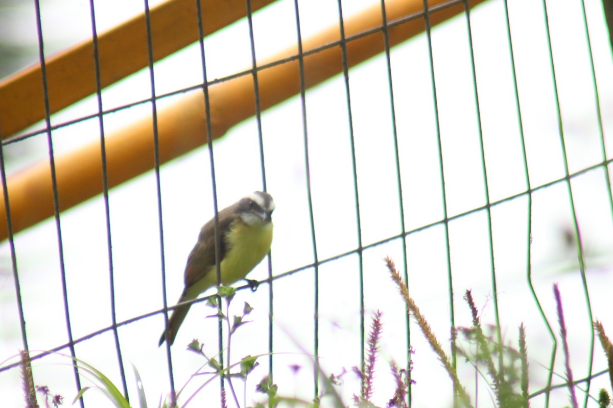 Tyran sociable - ML644960112