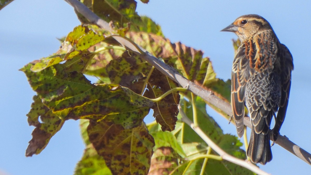 Red-winged Blackbird - ML644960115