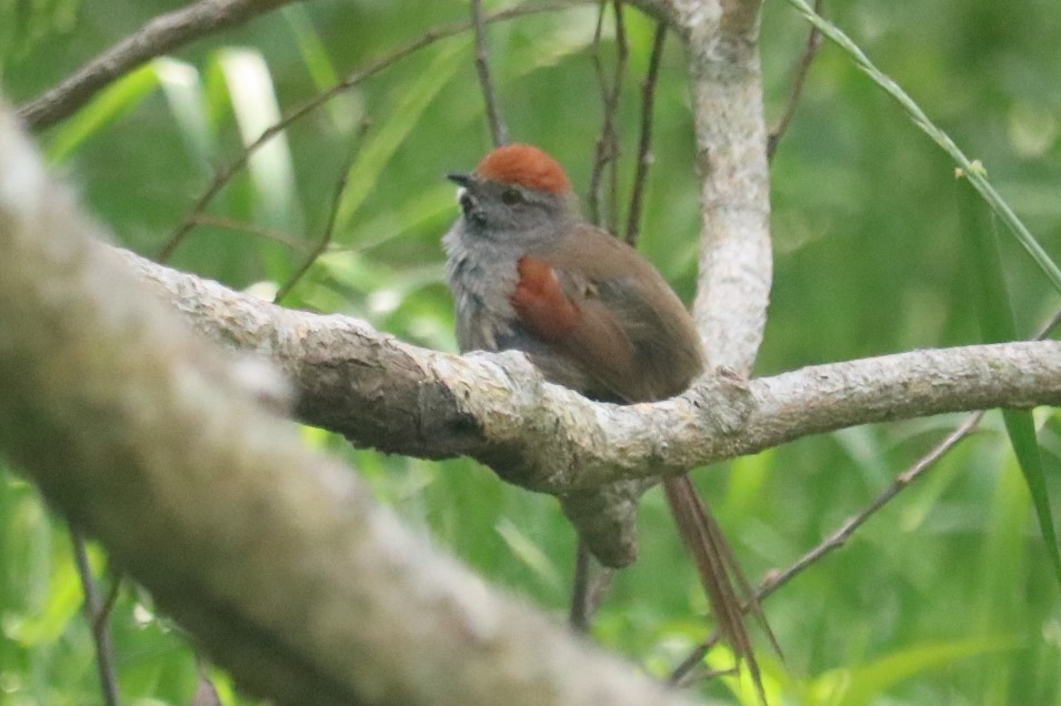 Spix's Spinetail - ML644960138