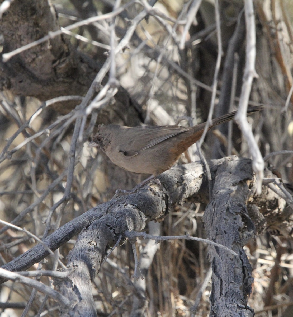 Abert's Towhee - ML644960144
