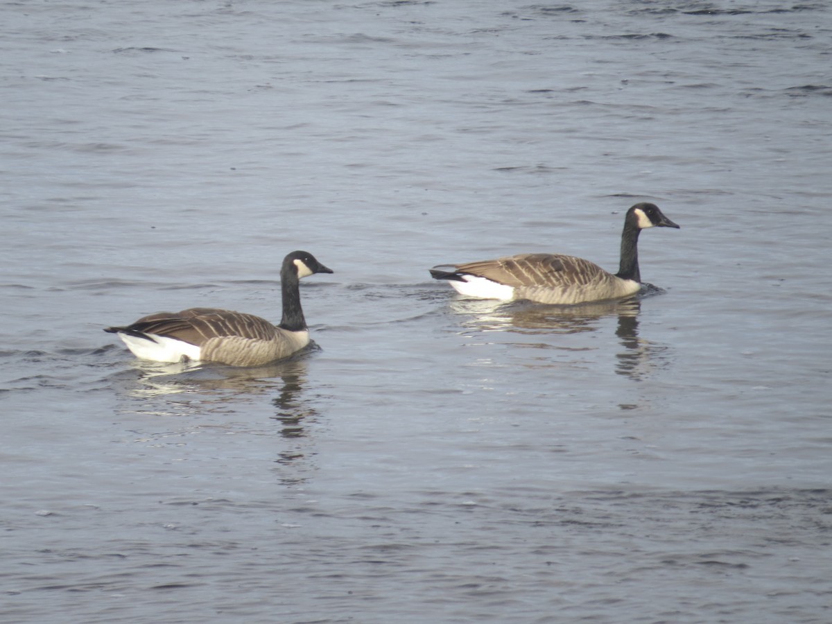Canada Goose - ML644960158