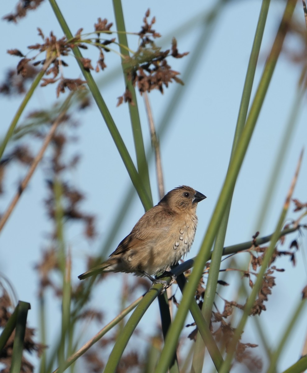 Scaly-breasted Munia - ML644960164