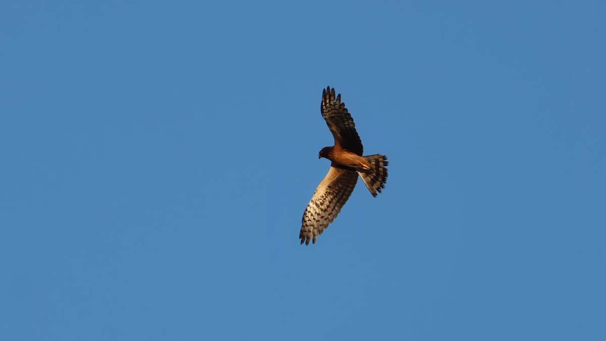 Northern Harrier - ML644960188