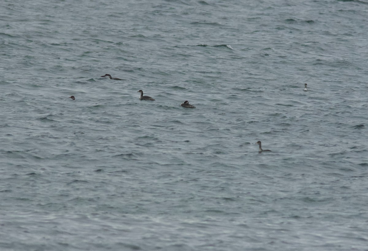 gråstrupedykker - ML644960201