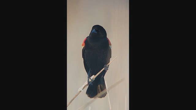 Al Kanatlı Karatavuk - ML644960212