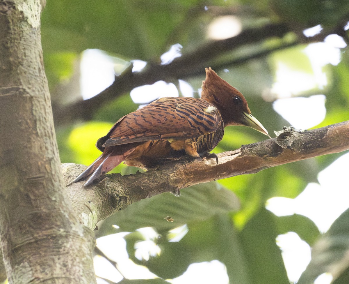 Waved Woodpecker - ML644960233
