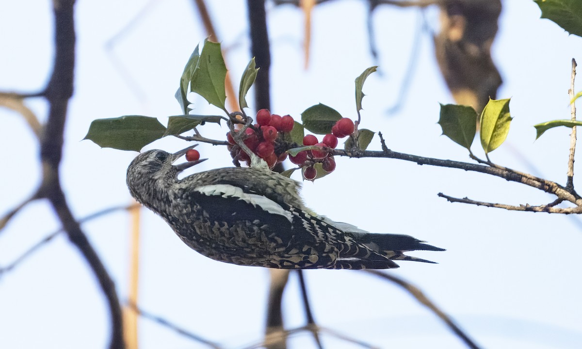 Yellow-bellied Sapsucker - ML644960254