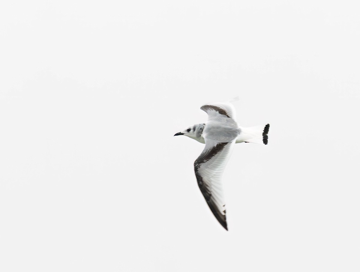 Kara Ayaklı Martı - ML644960271