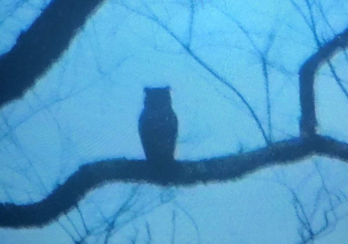 Great Horned Owl - ML644960288