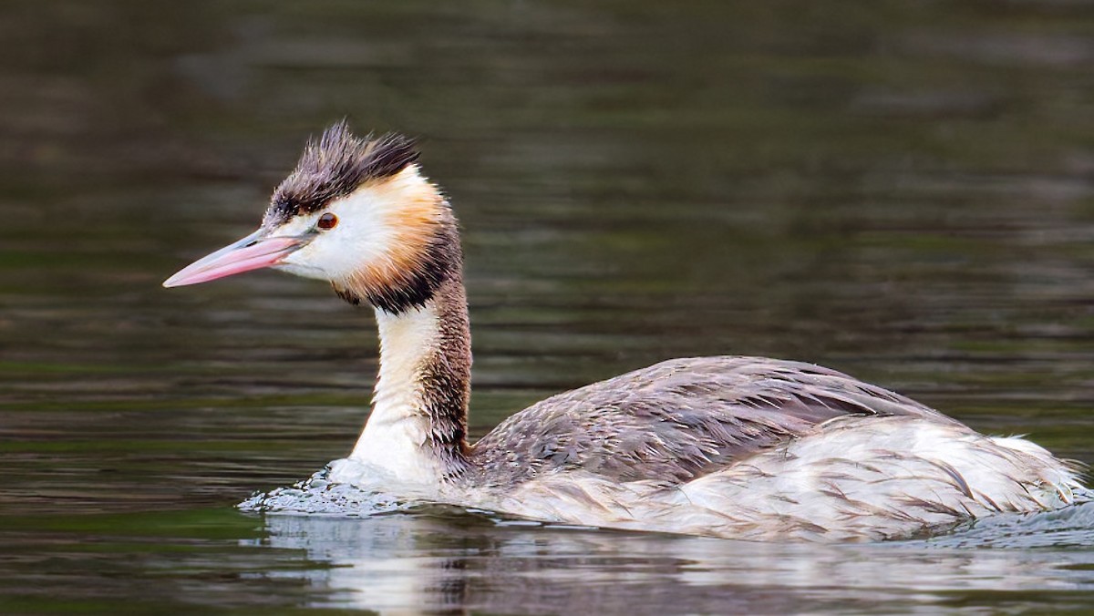 Great Crested Grebe - ML644960312