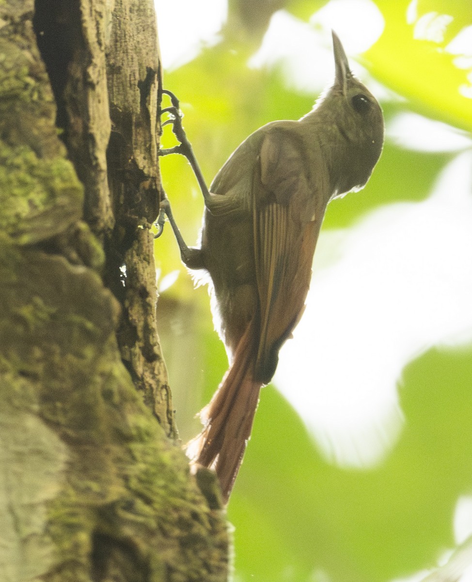 Olivaceous Woodcreeper - ML644960324