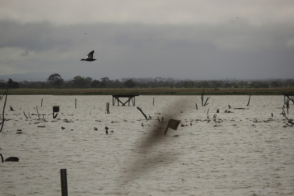 Chestnut Teal - ML644960353