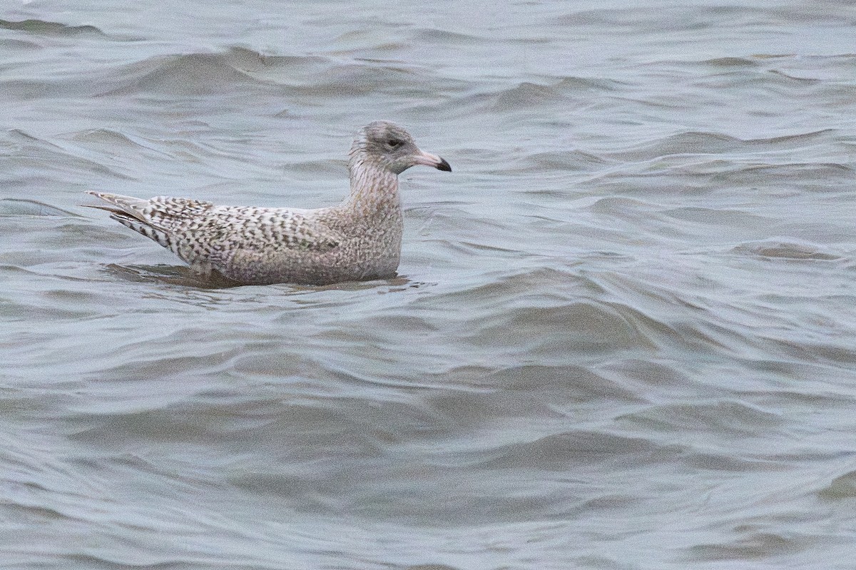 Ipar-kaioa - ML644960380