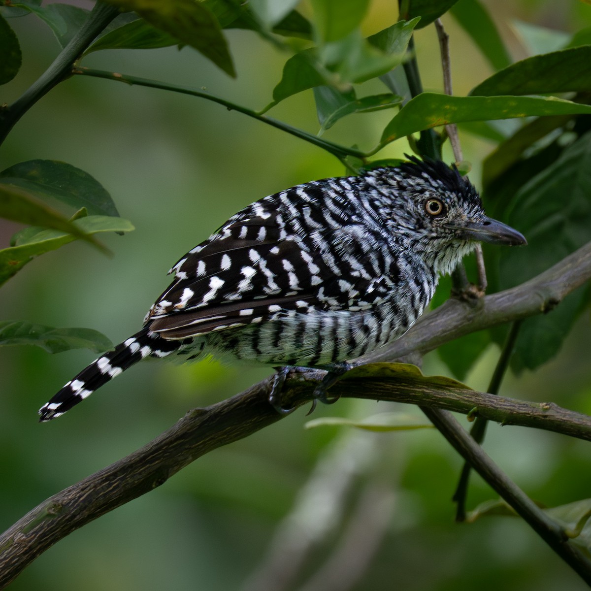 Bindenameisenwürger - ML644960428