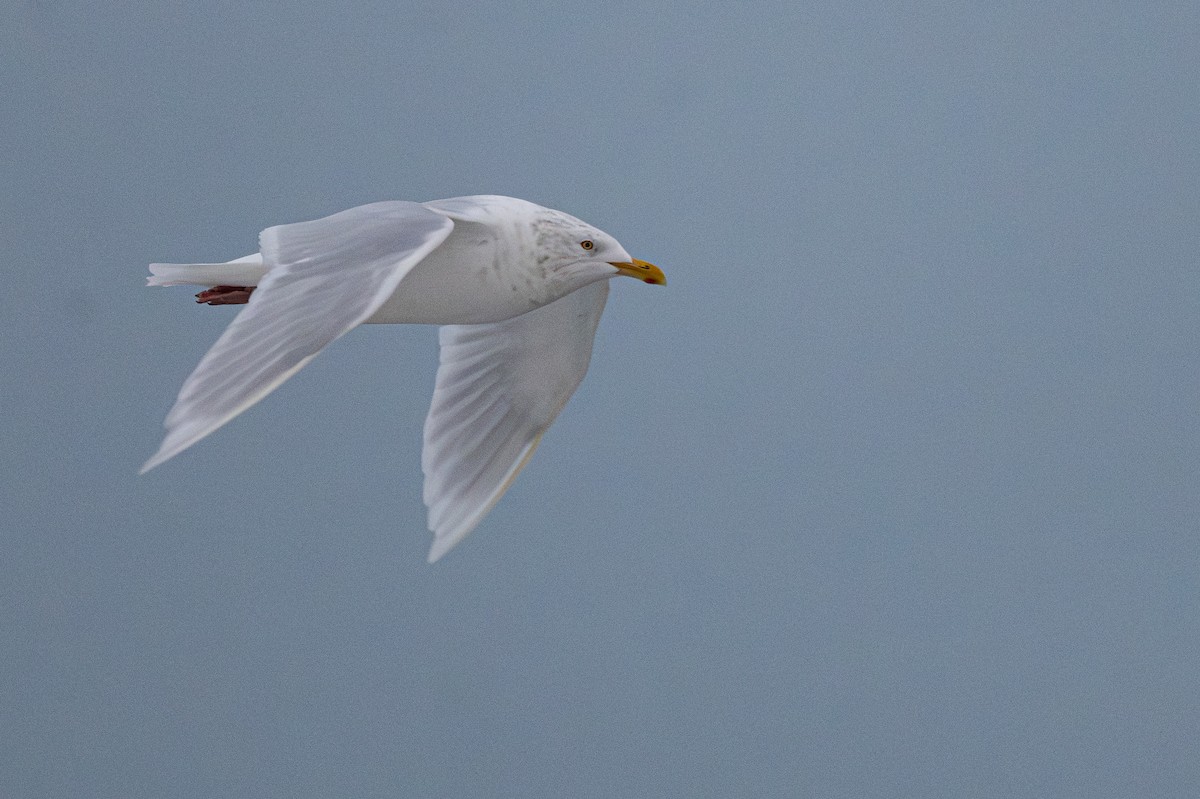 Ipar-kaioa - ML644960432