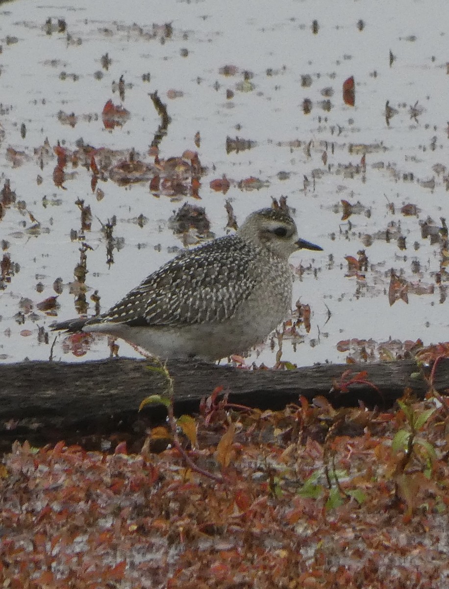 American Golden-Plover - ML644960433