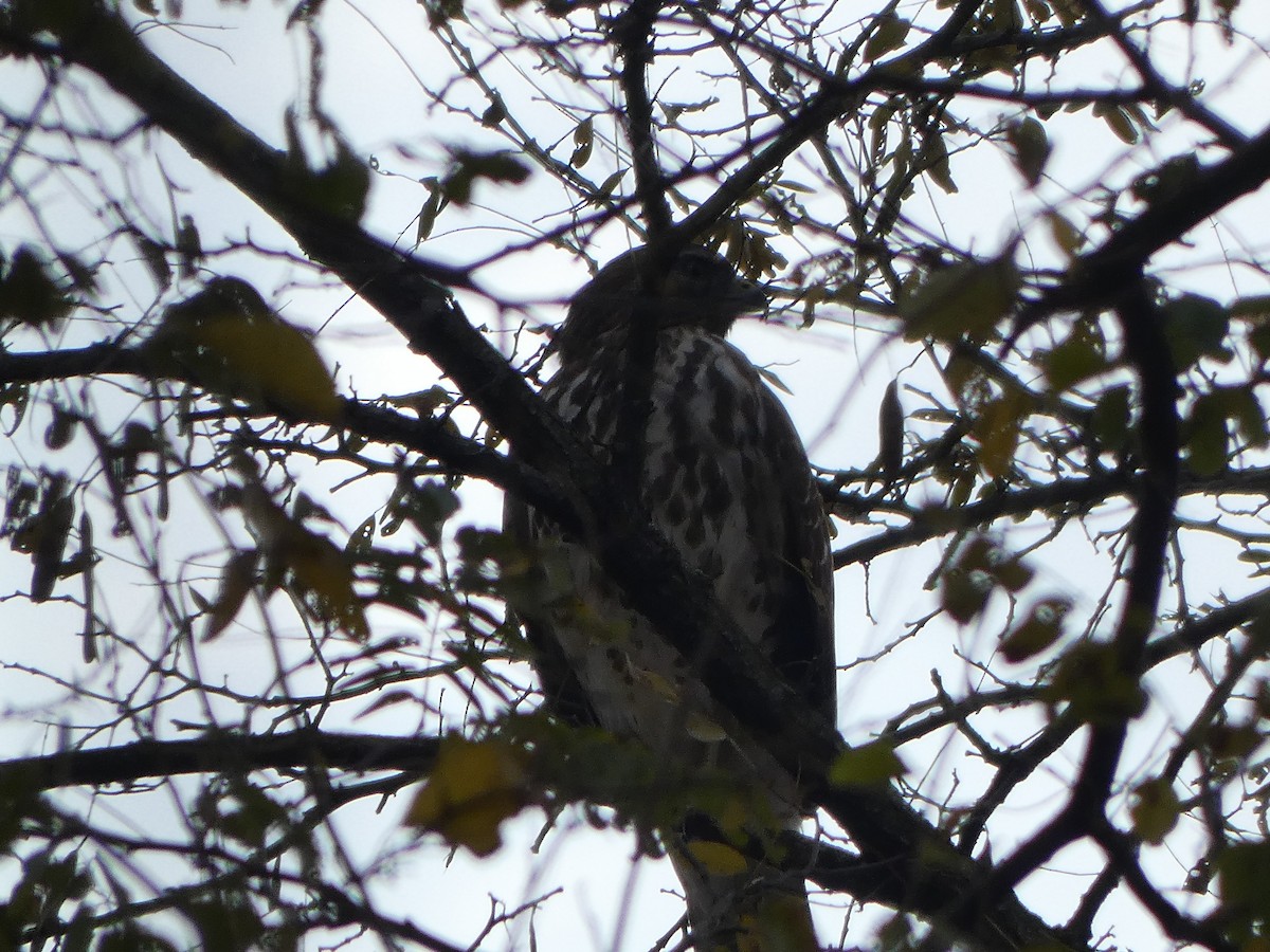 Red-shouldered Hawk - ML644960472