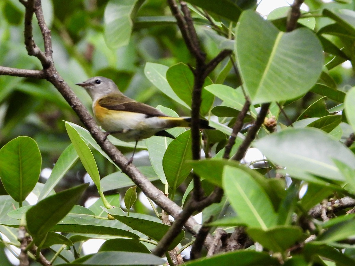 Горихвостковая древесница - ML644960474