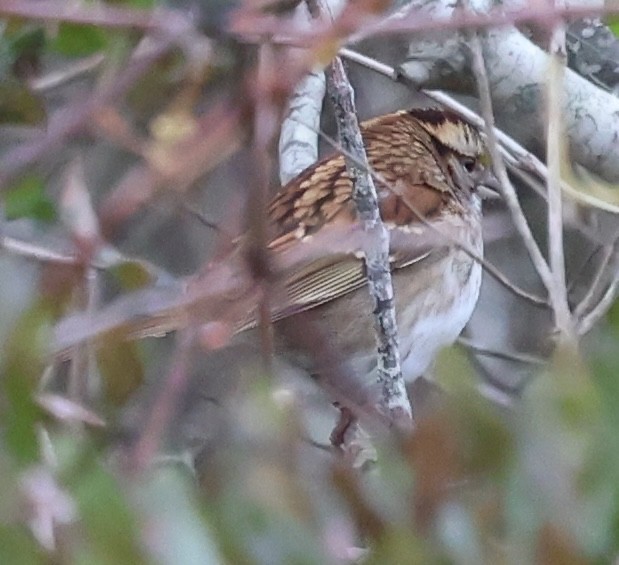 White-throated Sparrow - ML644960479