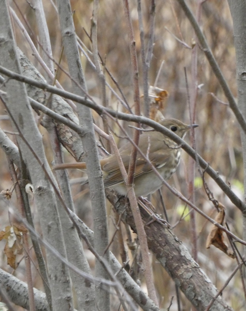 Hermit Thrush - ML644960485