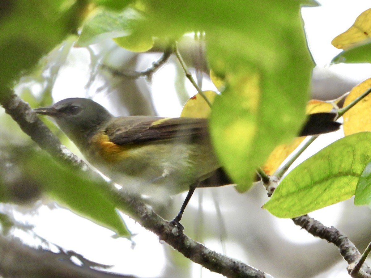 Горихвостковая древесница - ML644960493