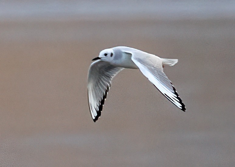 Bonaparte's Gull - ML644960504