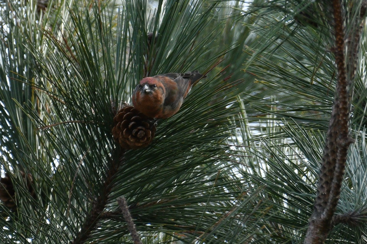 Red Crossbill - ML644960505