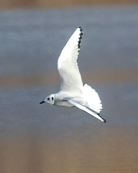 Bonaparte's Gull - ML644960508