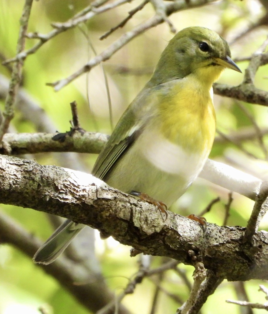 Northern Parula - ML644960512