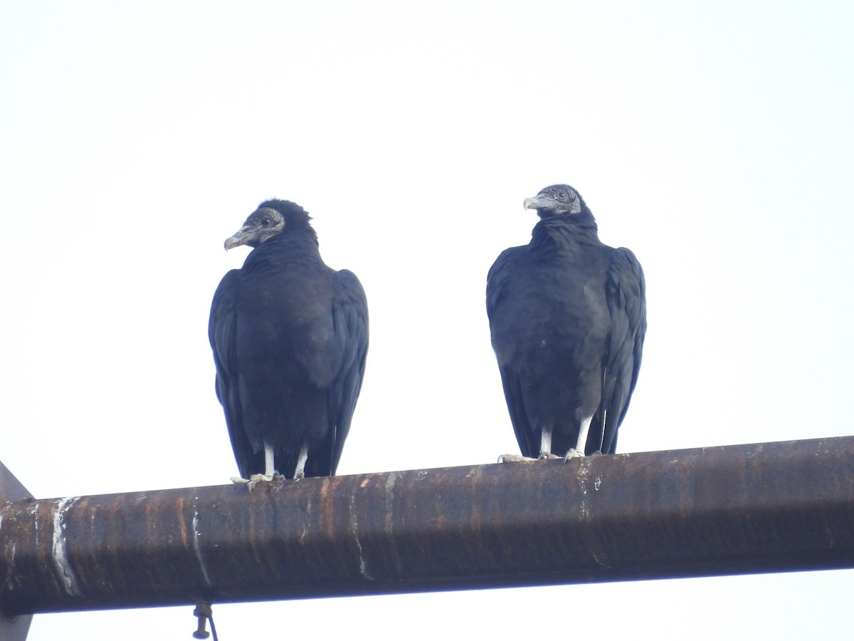 Чёрная катарта - ML644960525