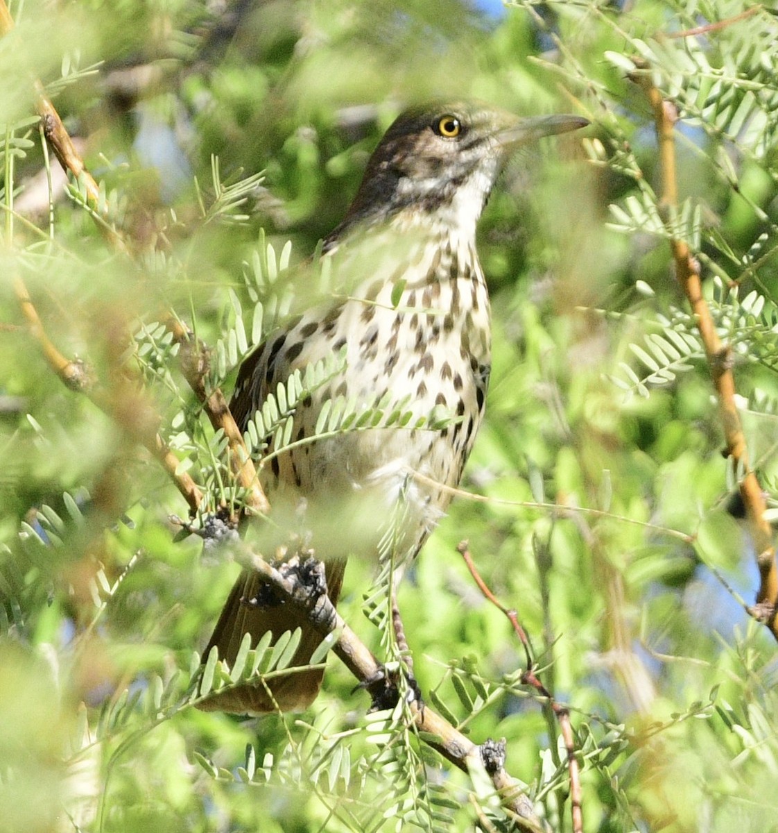 Brown Thrasher - ML644960526