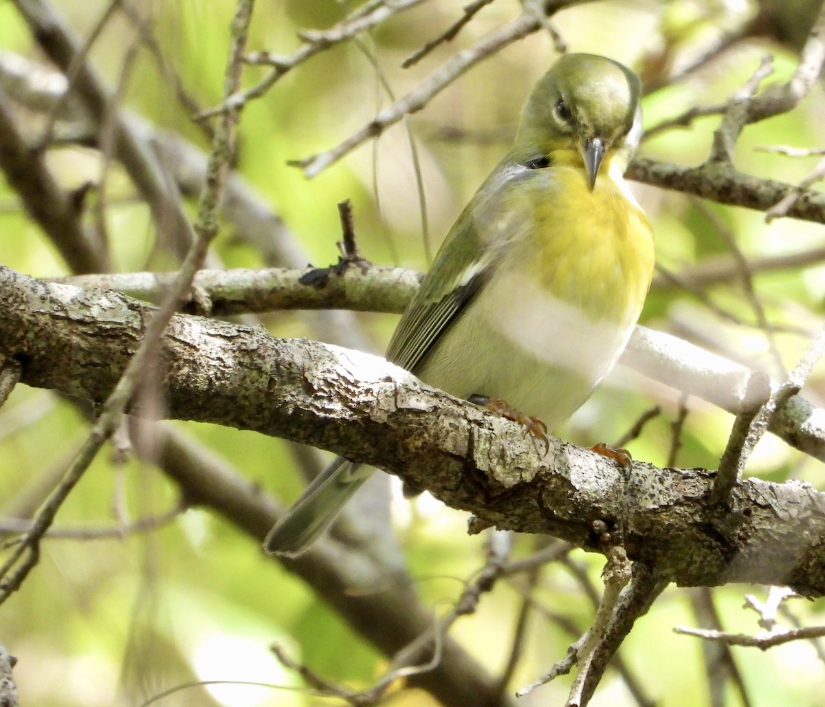 Northern Parula - ML644960537