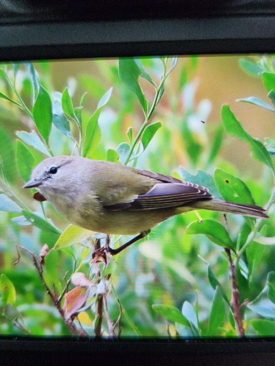 Orange-crowned Warbler - ML644960539