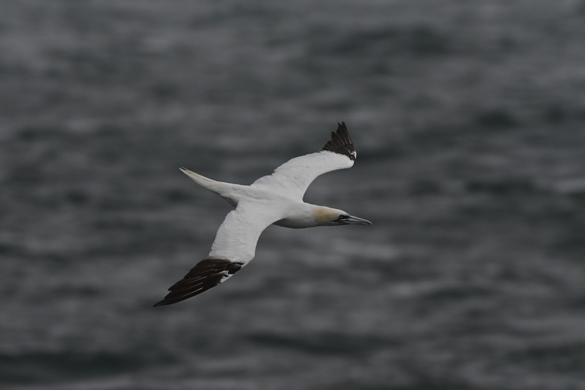 havsule - ML644960543