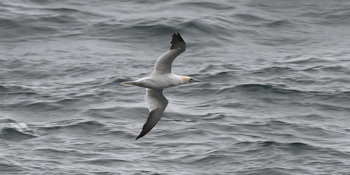 havsule - ML644960545