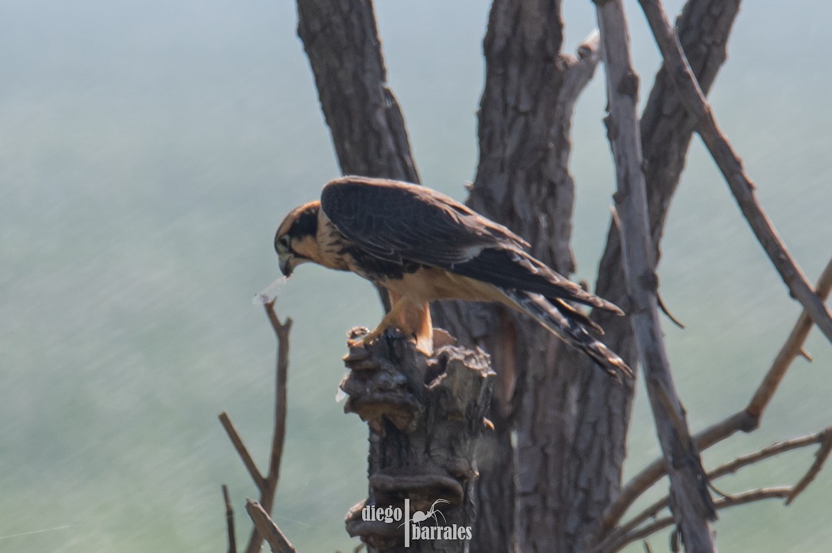 Aplomado Falcon - ML644960549