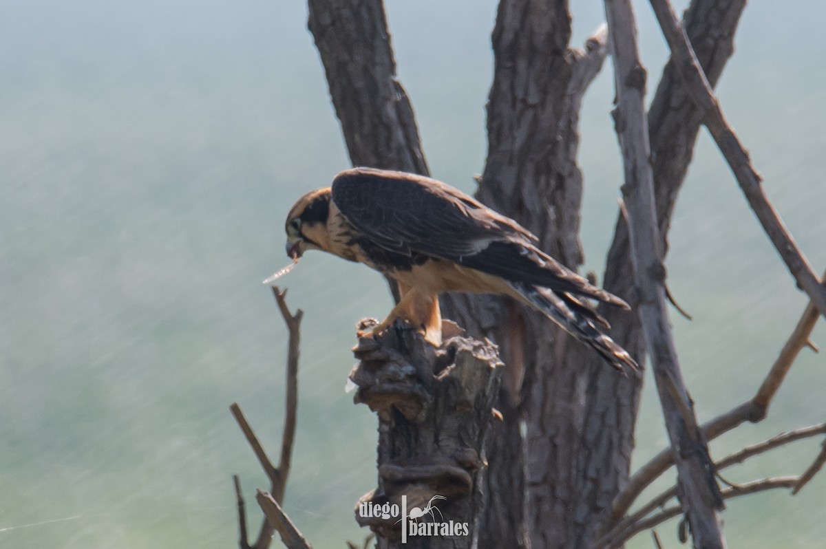 Aplomado Falcon - ML644960550