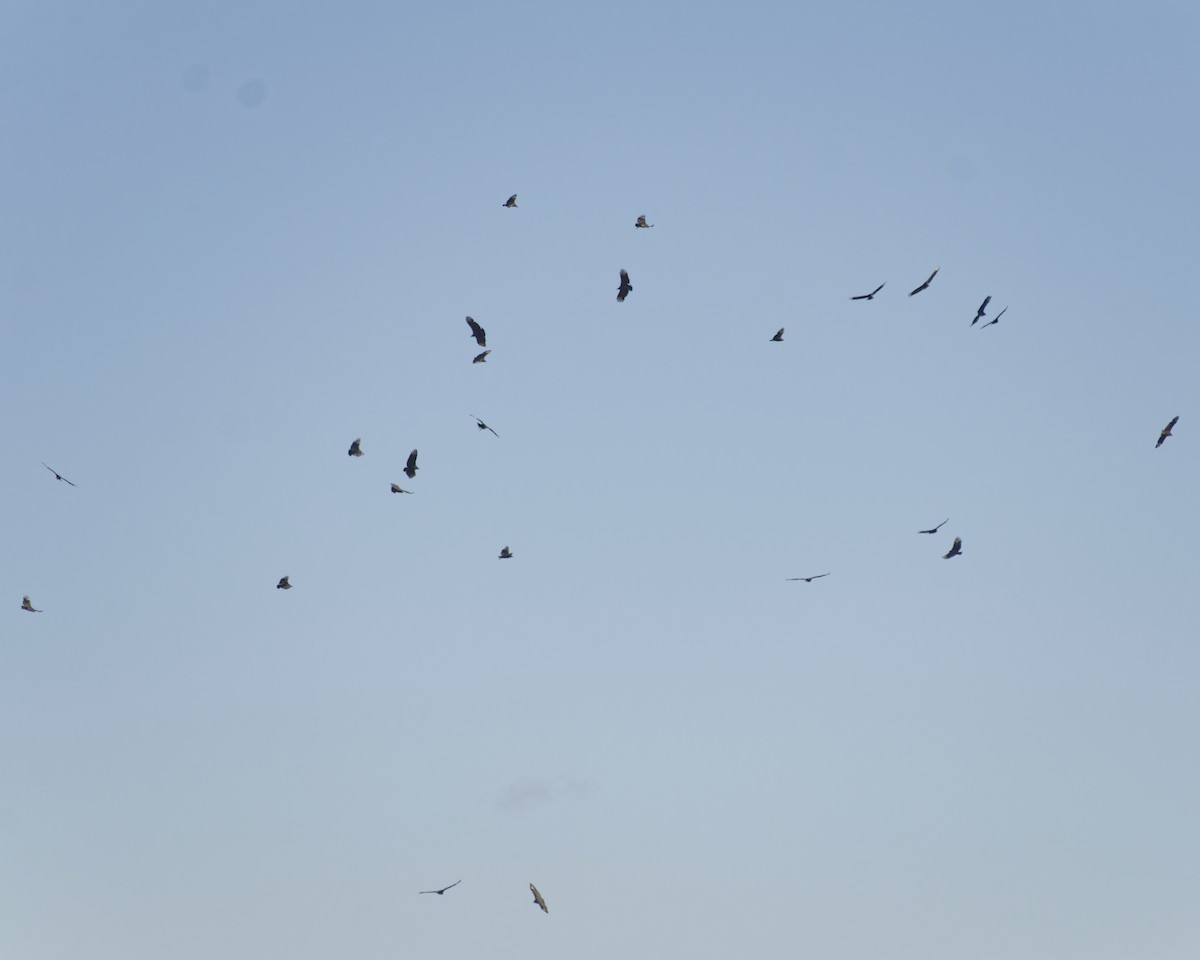 Чёрная катарта - ML644960555