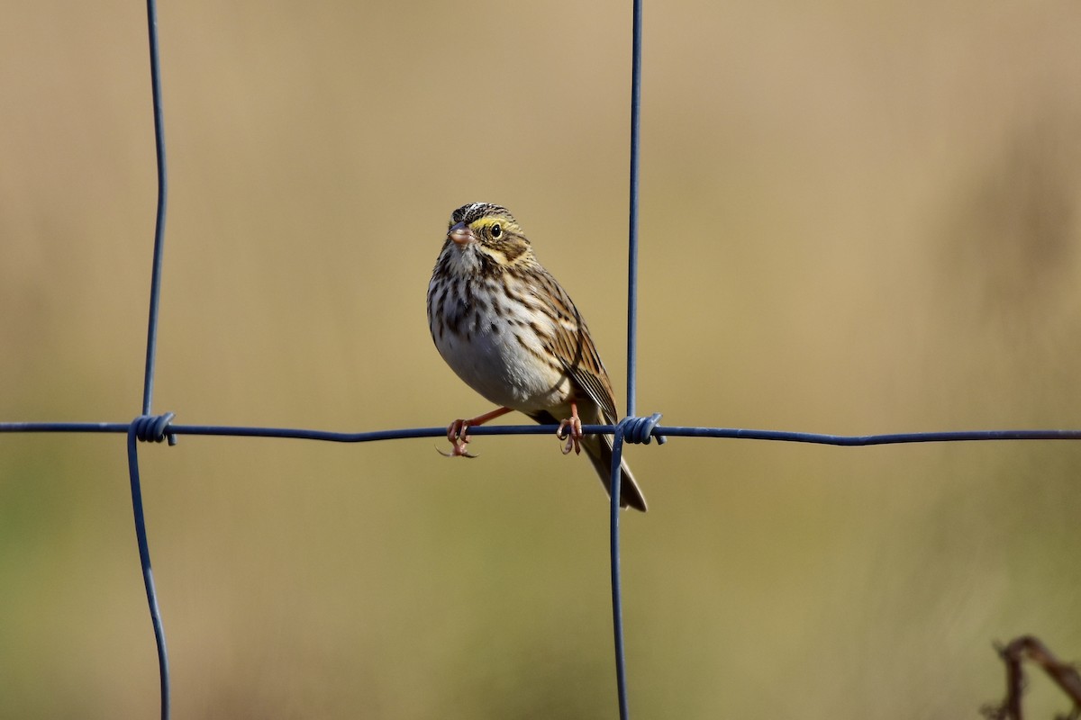 Savannah Sparrow - ML644960556