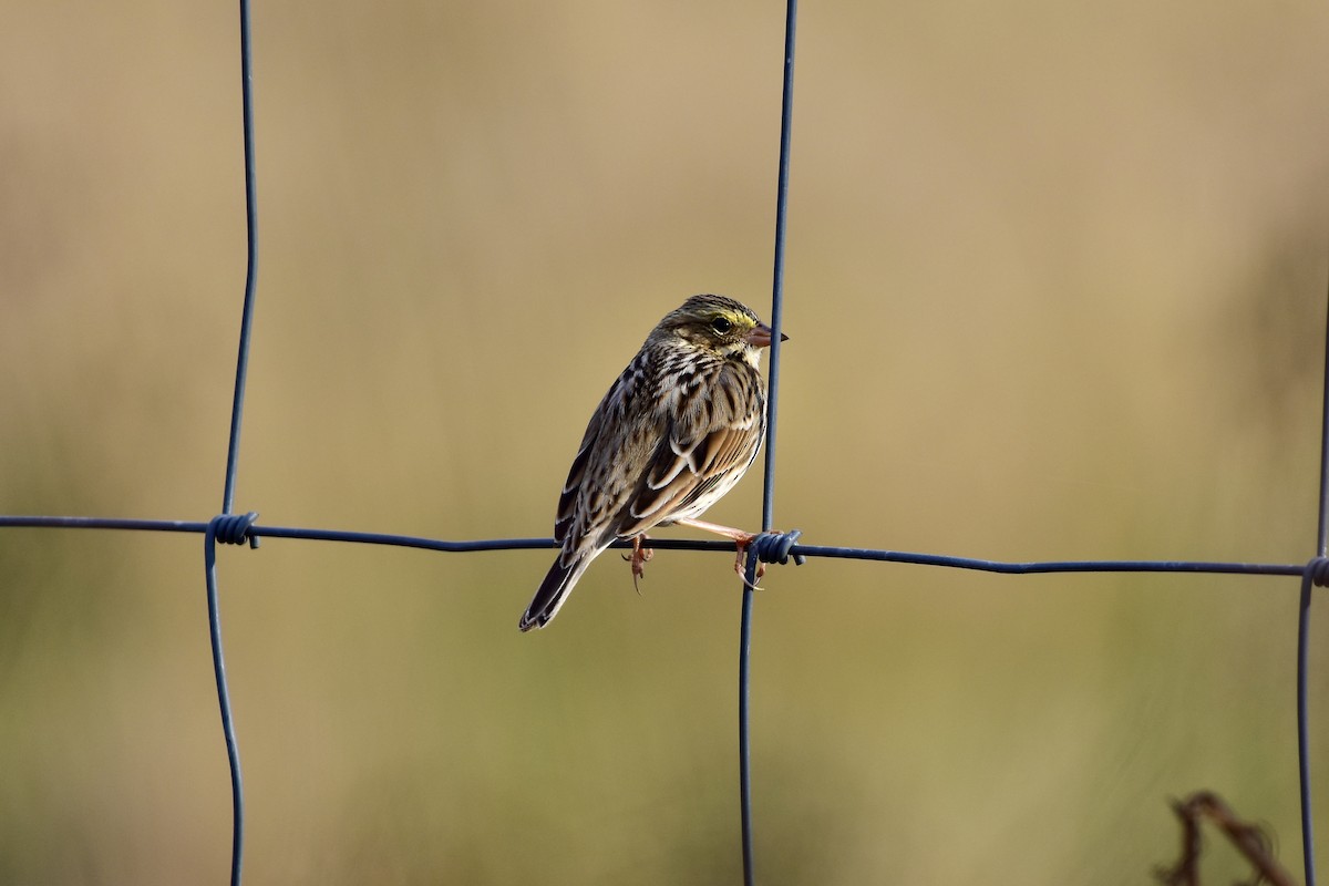 Savannah Sparrow - ML644960557