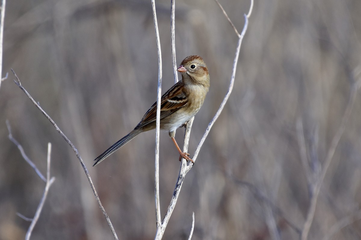 Field Sparrow - ML644960562