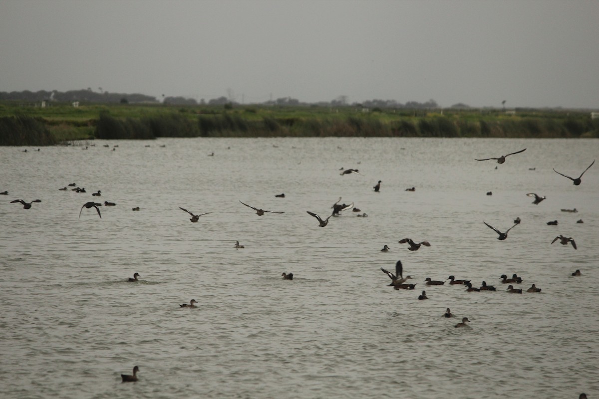 Chestnut Teal - ML644960584