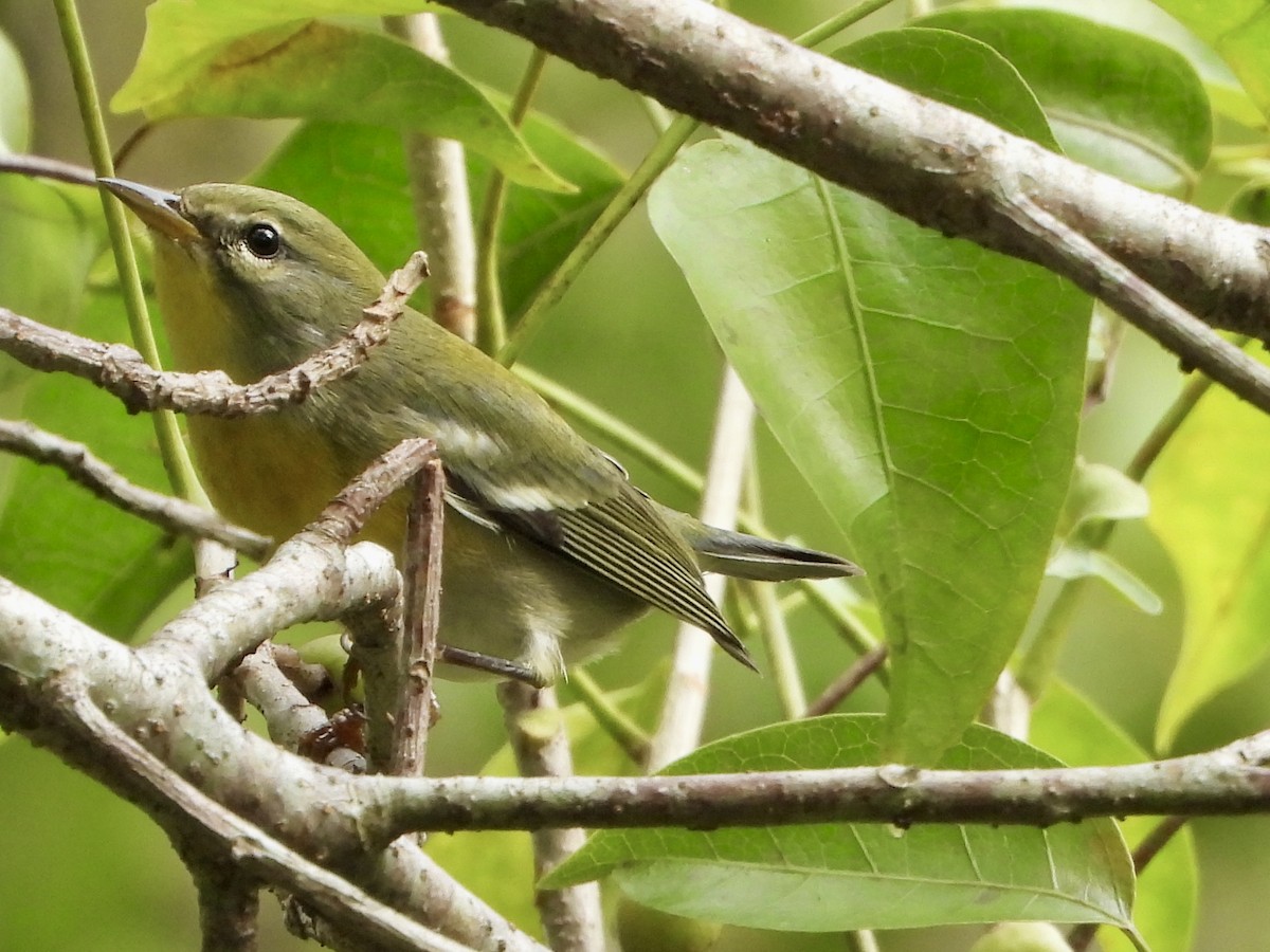 Northern Parula - ML644960594