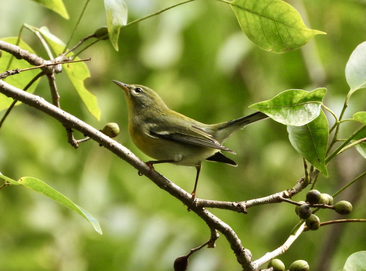 Northern Parula - ML644960597