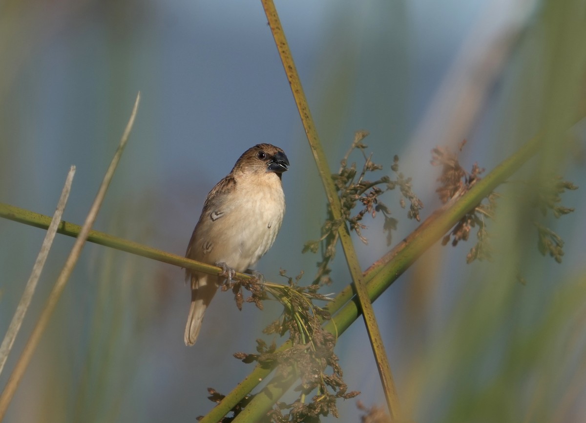 Scaly-breasted Munia - ML644960600