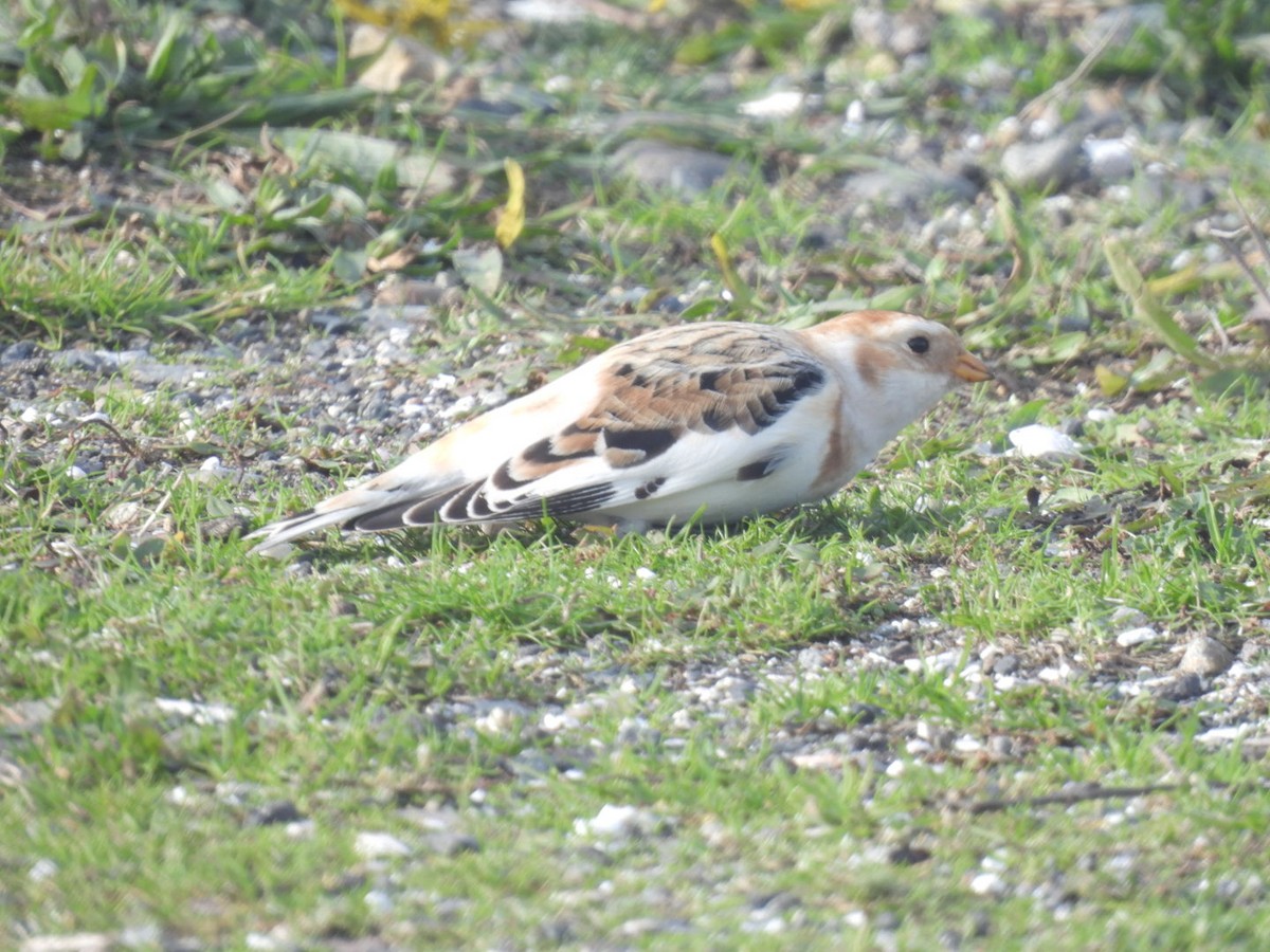 Snow Bunting - ML644960632