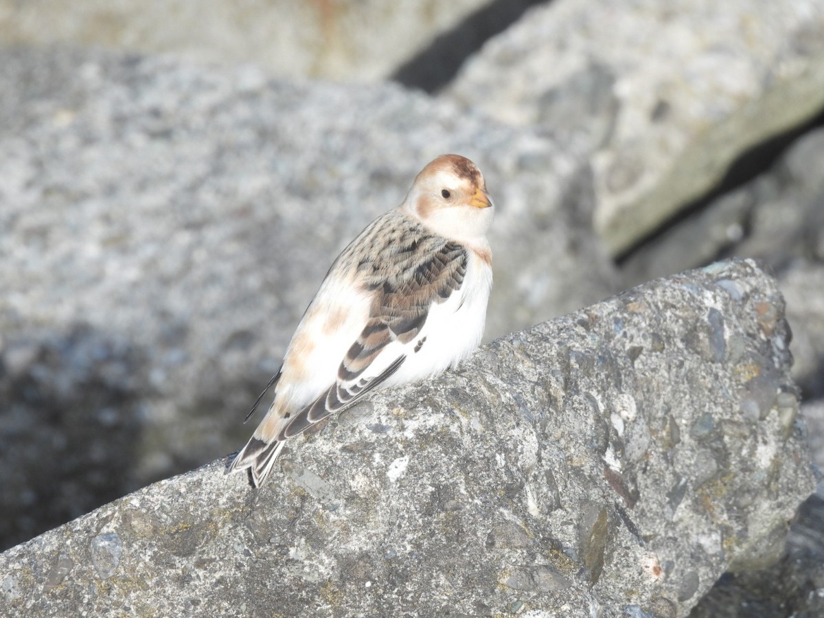 Snow Bunting - ML644960633