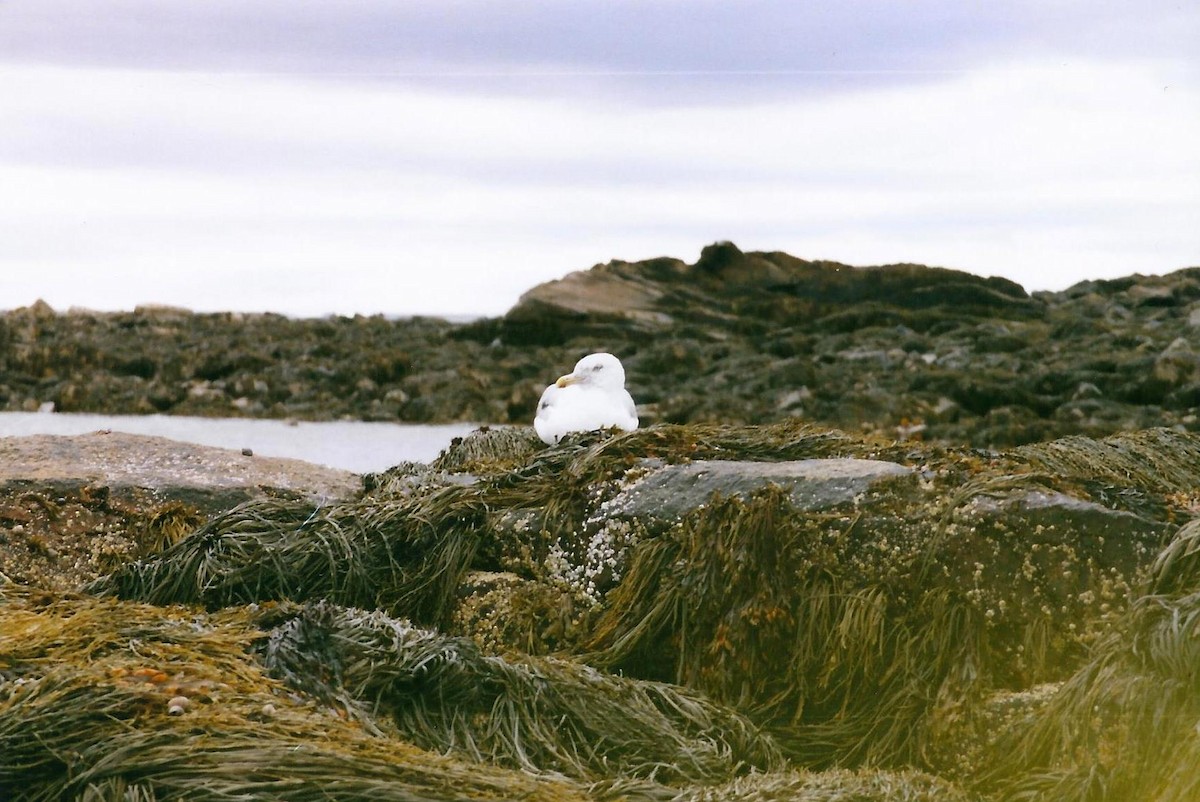 amerikagråmåke - ML644960655