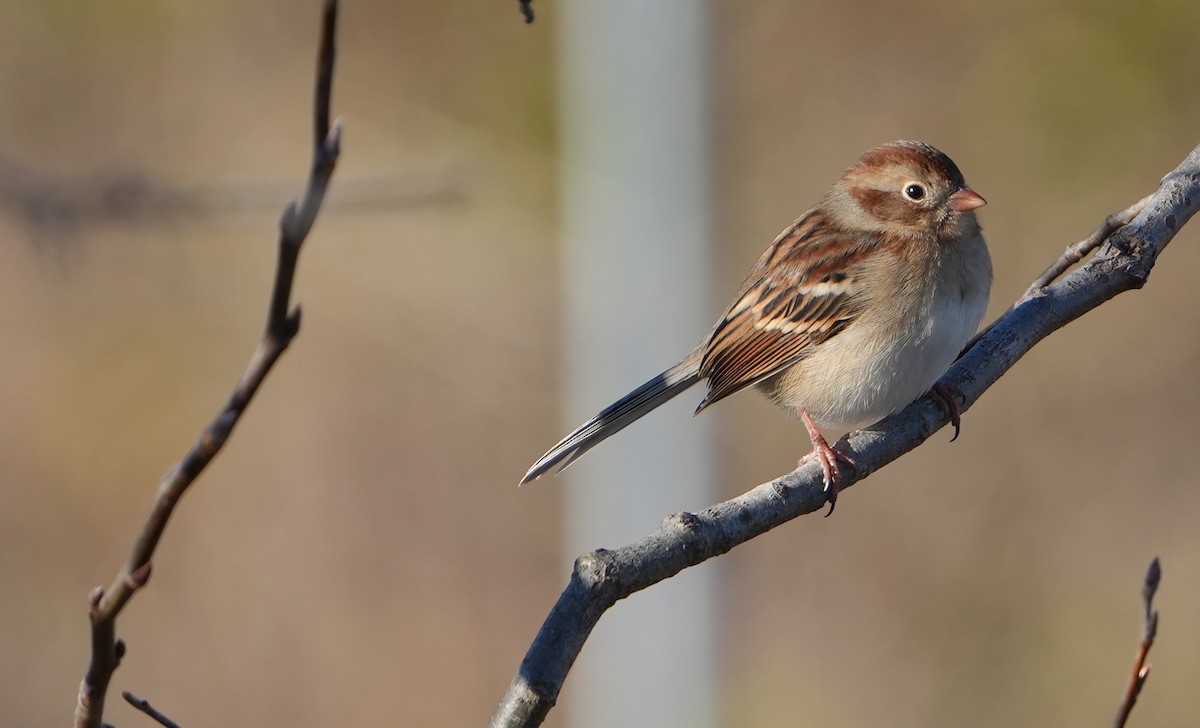 Field Sparrow - ML644960659