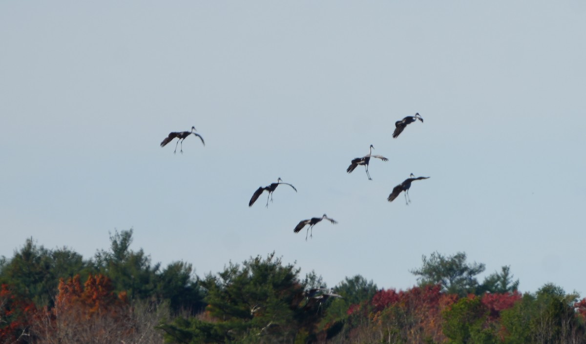 Sandhill Crane - ML644960666